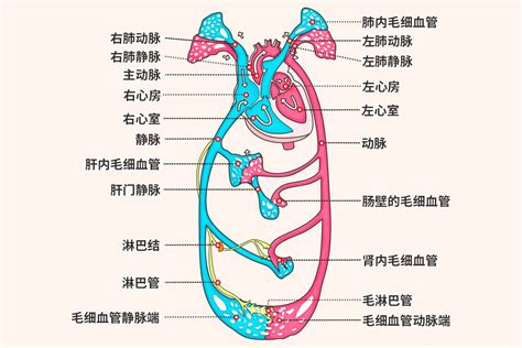 血液循环简图|心脏血液循环图简易示意图